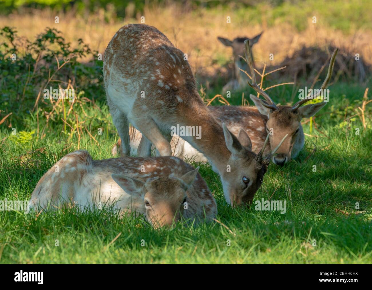 Bel giovane cervo nella fauna selvatica Foto Stock