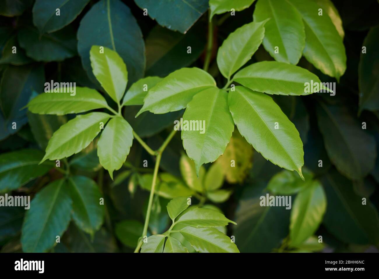 Tetrastigma voinierianum verde fogliame lussureggiante Foto Stock