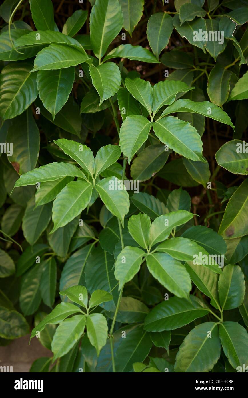 Tetrastigma voinierianum verde fogliame lussureggiante Foto Stock