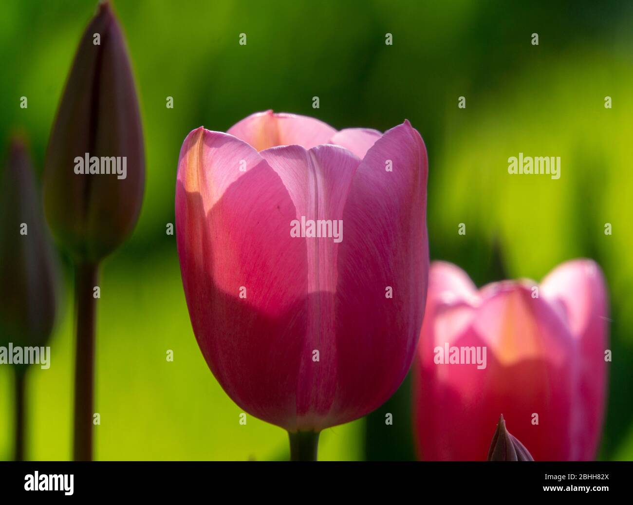 Pink tulip close up Foto Stock