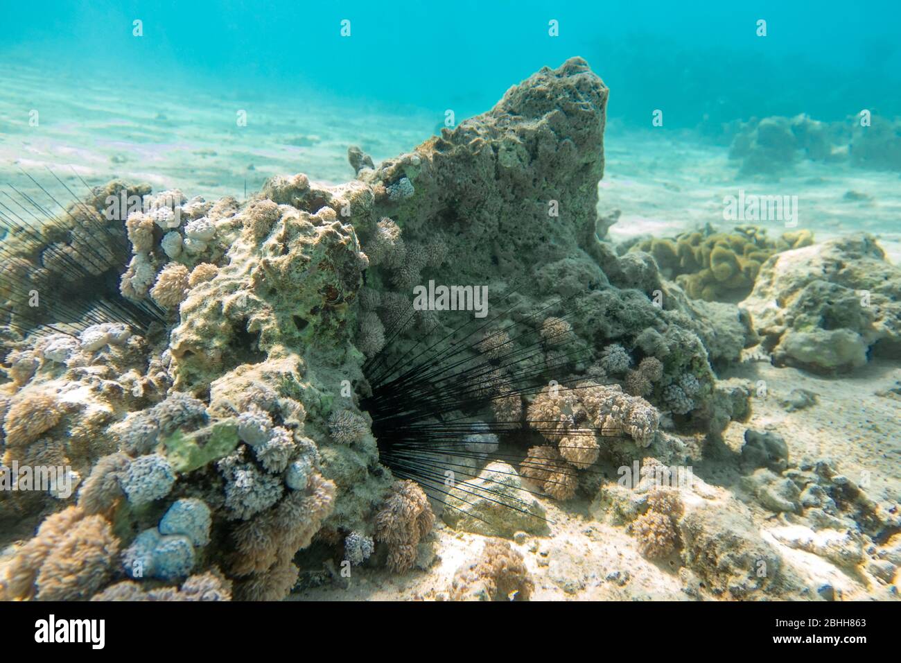 Lunghe spine di riccio di mare (Diadema setosum) Hiden nelle rocce e sabbia. Fondali vicino Coral Reef, acque cristalline turchesi. Pericoloso subacqueo A. Foto Stock