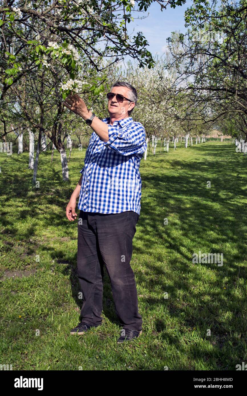 Coltivatore nel suo frutteto controllare la qualità di alberi da frutto in fiore. Foto Stock