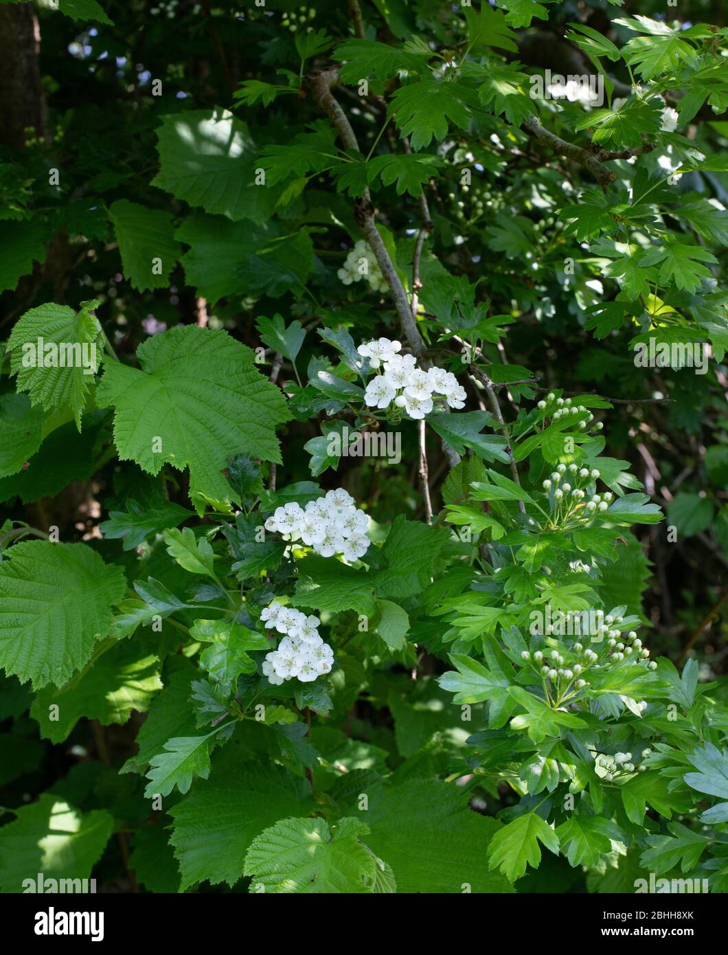Fiori di maggio in un hedgerow Foto Stock