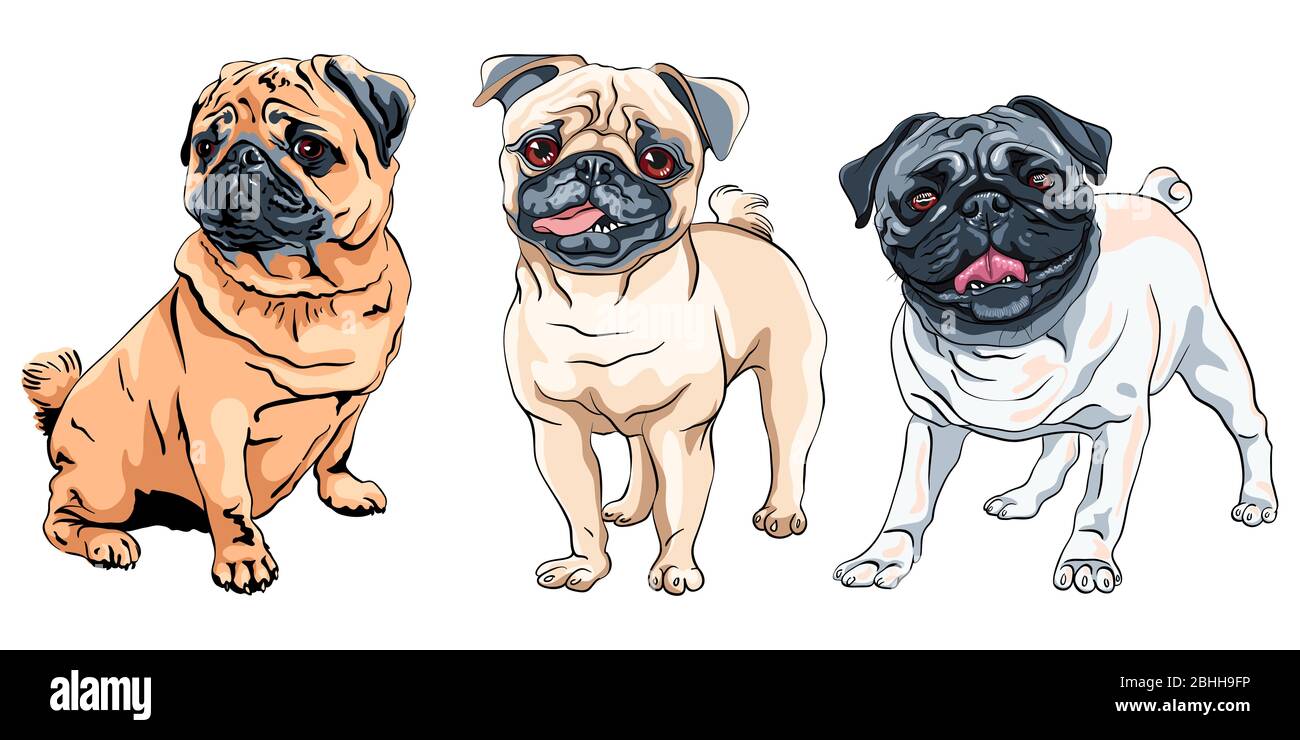 Set vettoriale di cani cute pown razza di pug, la colorazione più comune Illustrazione Vettoriale