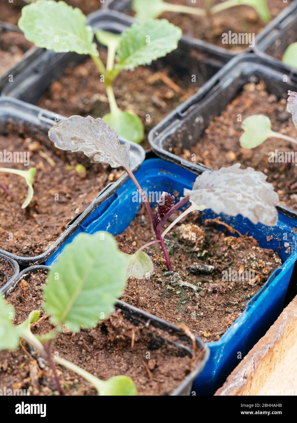 Cavolo abissino (Brassica carinata) giovani pianta in vasi da vivaio. Foto Stock