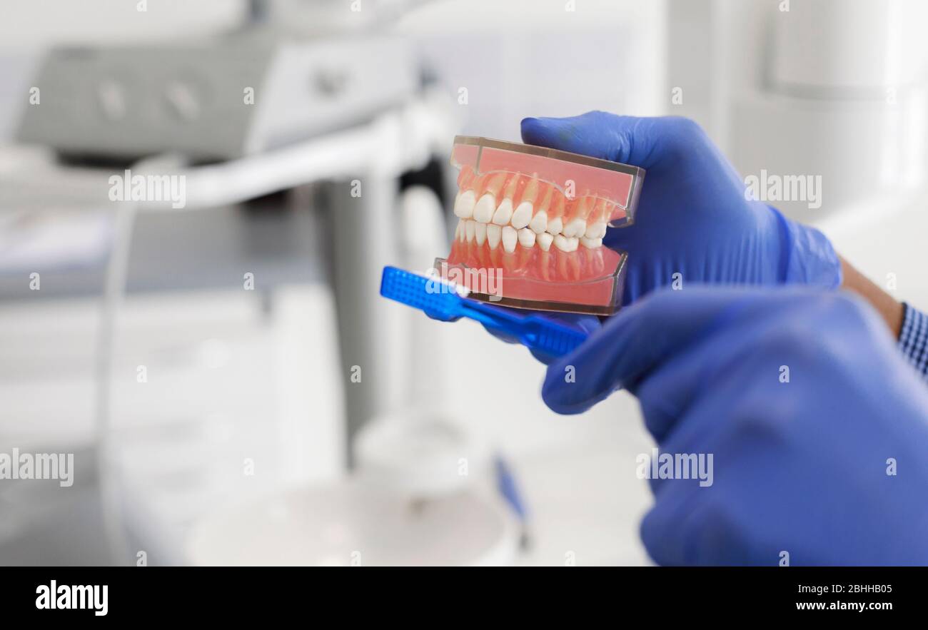 Modello corto di spazzolino e mascelle per mani di medico Foto Stock