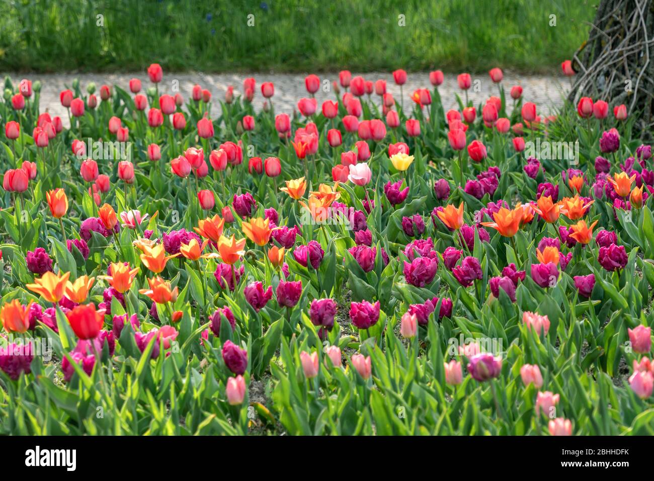 Splendido letto multicolore con tulipani viola, rossi e gialli al sole Foto Stock
