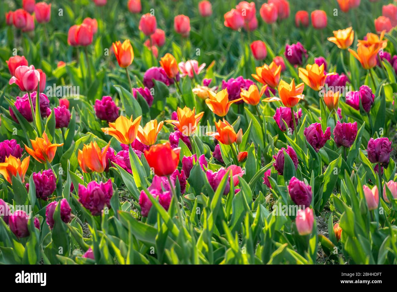 Splendido letto multicolore con tulipani viola, rossi e gialli al sole Foto Stock