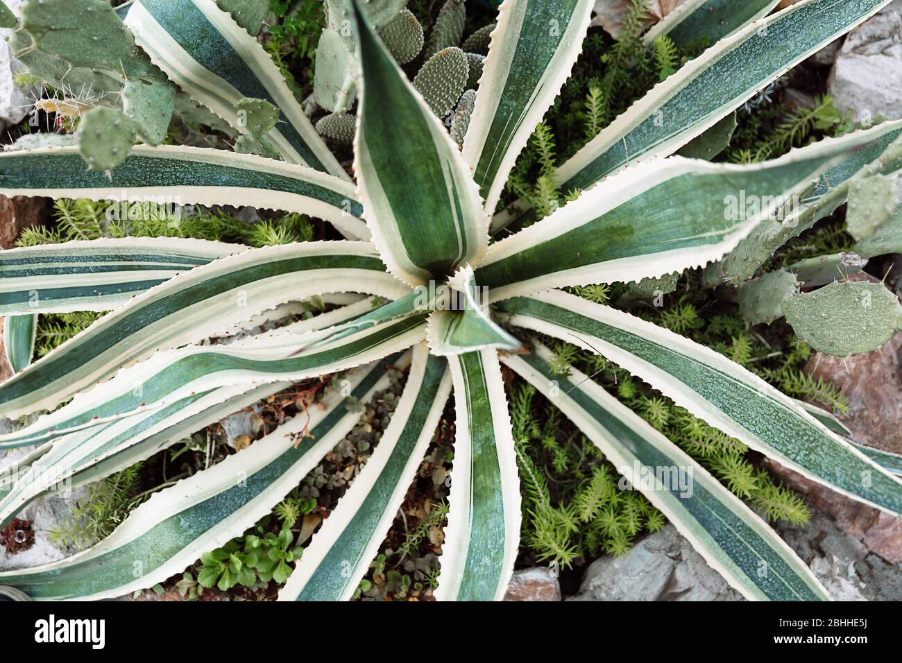 La pianta di scarlatto cresce tra cactus. Piante tropicali verdi di aloe vera tollerano il tempo caldo. Foto Stock