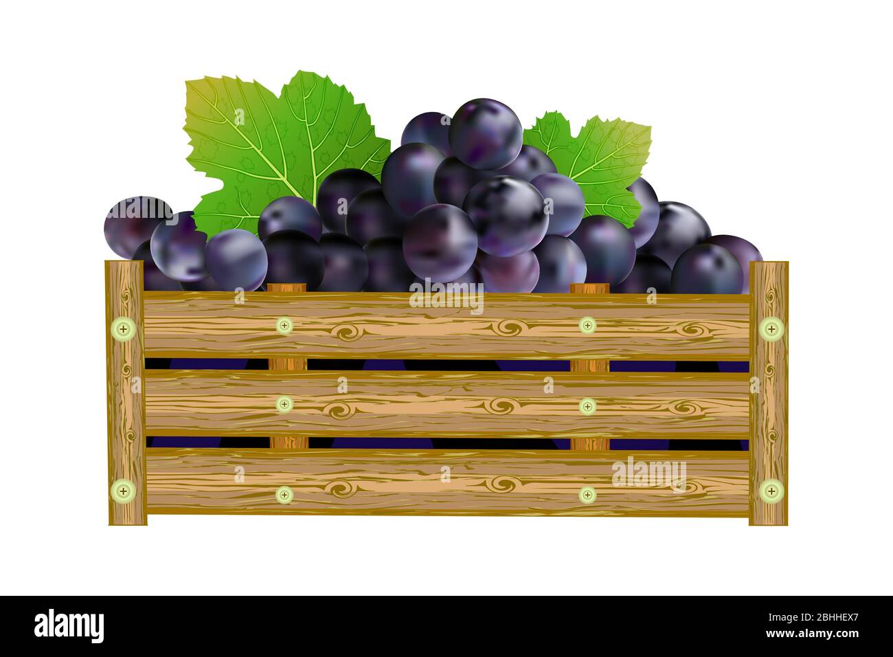 Uve in scatola isolate su fondo bianco. Cassa di uve viola. Per cantina, vinificazione, eco fattoria, trasporto, bevande, imballaggio design. Vettore Illustrazione Vettoriale