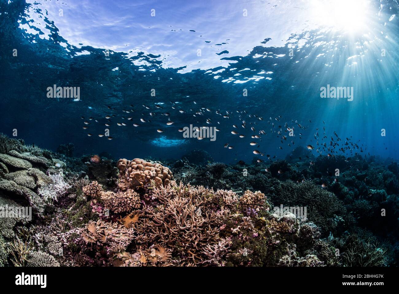 Reefscape Golfo di Tomini Foto Stock