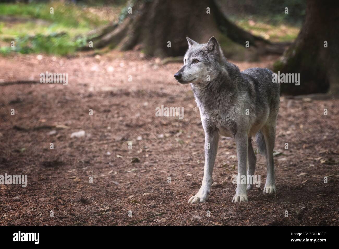 Un lupo della valle di Mackenzie, Canis lupus occidentalis, in una radura della foresta. Si tratta di una sottospecie del lupo grigio e della più grande specie di lupo del lupo Foto Stock