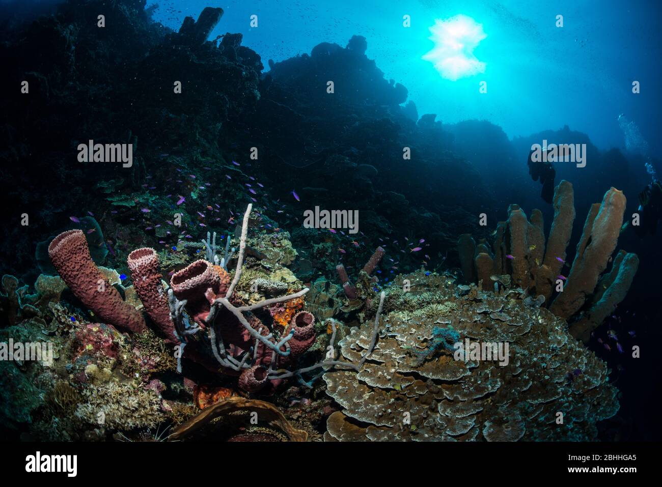 Spugne nella baia di Tomini Foto Stock