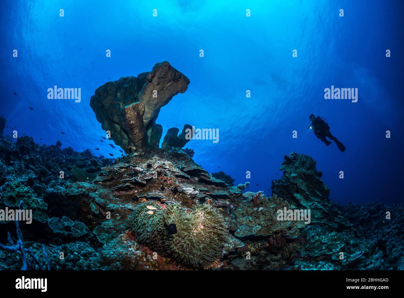 Spugne nella baia di Tomini Foto Stock