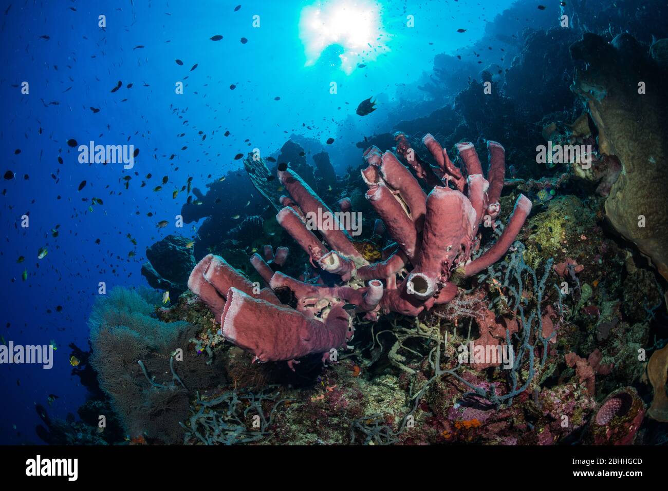 Spugne nella baia di Tomini Foto Stock