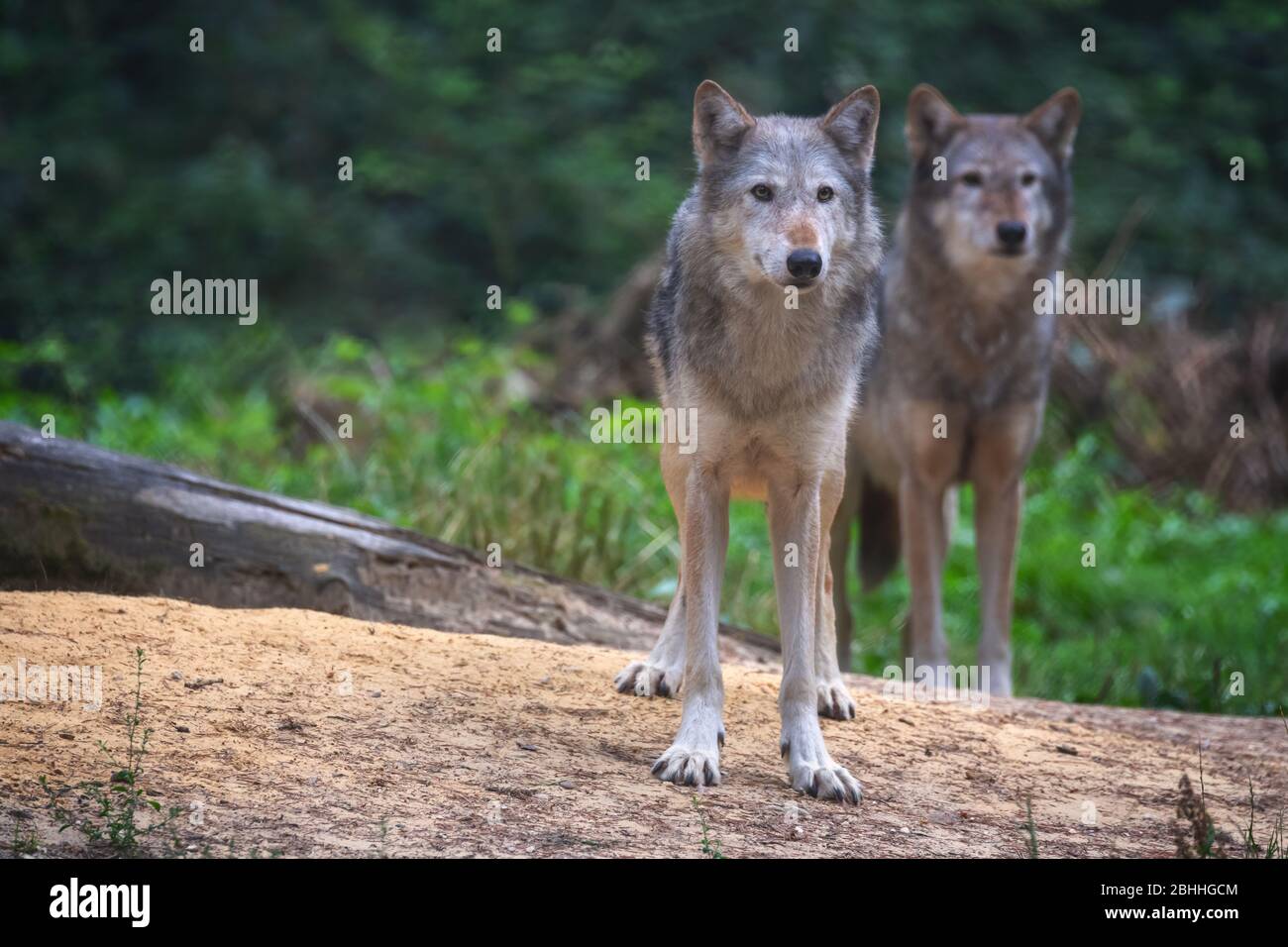 Un paio di lupi della Valle di Mackenzie, Canis lupus occidentalis, una sottospecie del lupo grigio e i lupi più grandi del mondo. Foto Stock