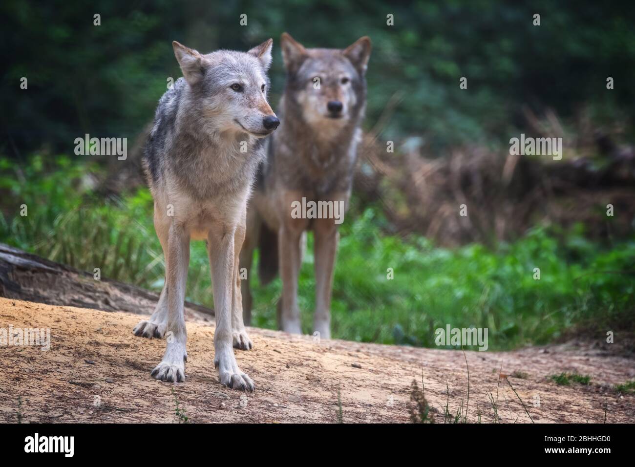 Un paio di lupi della Valle di Mackenzie, Canis lupus occidentalis, una sottospecie del lupo grigio e i lupi più grandi del mondo. Foto Stock