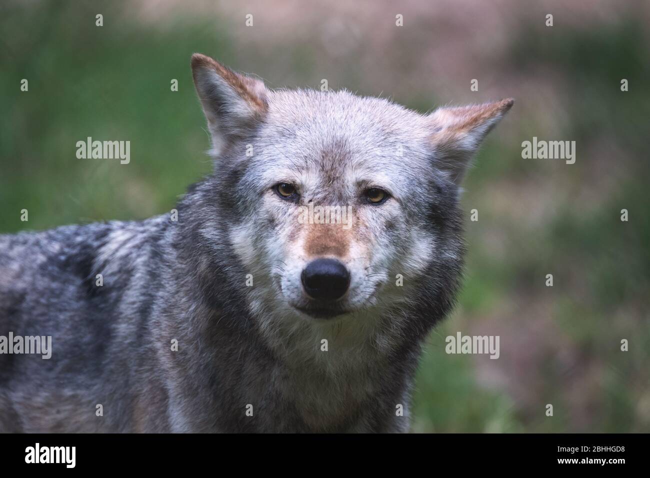 Un lupo della valle di Mackenzie, Canis lupus occidentalis, primo piano. Si tratta di una sottospecie del lupo grigio e della più grande specie di lupo del mondo. Foto Stock