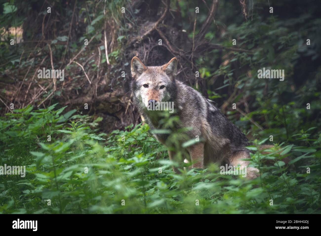 Un lupo della valle di Mackenzie, Canis lupus occidentalis, nascosto nel sottobosco forestale. Si tratta di una sottospecie del lupo grigio e della più grande specie di lupo in Foto Stock