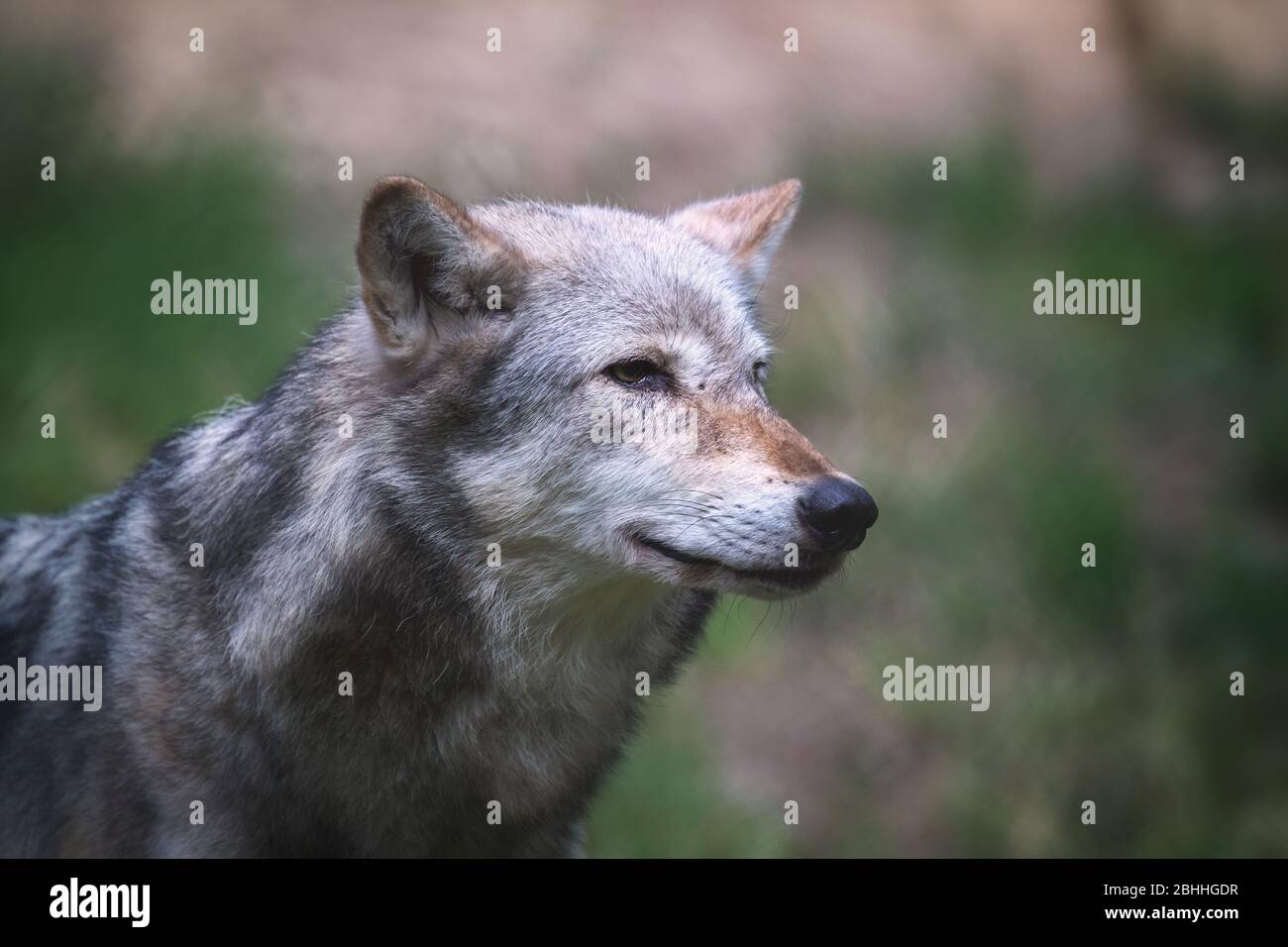 Un lupo della valle di Mackenzie, Canis lupus occidentalis, primo piano profilo laterale. Si tratta di una sottospecie del lupo grigio e della più grande specie di lupo della WO Foto Stock