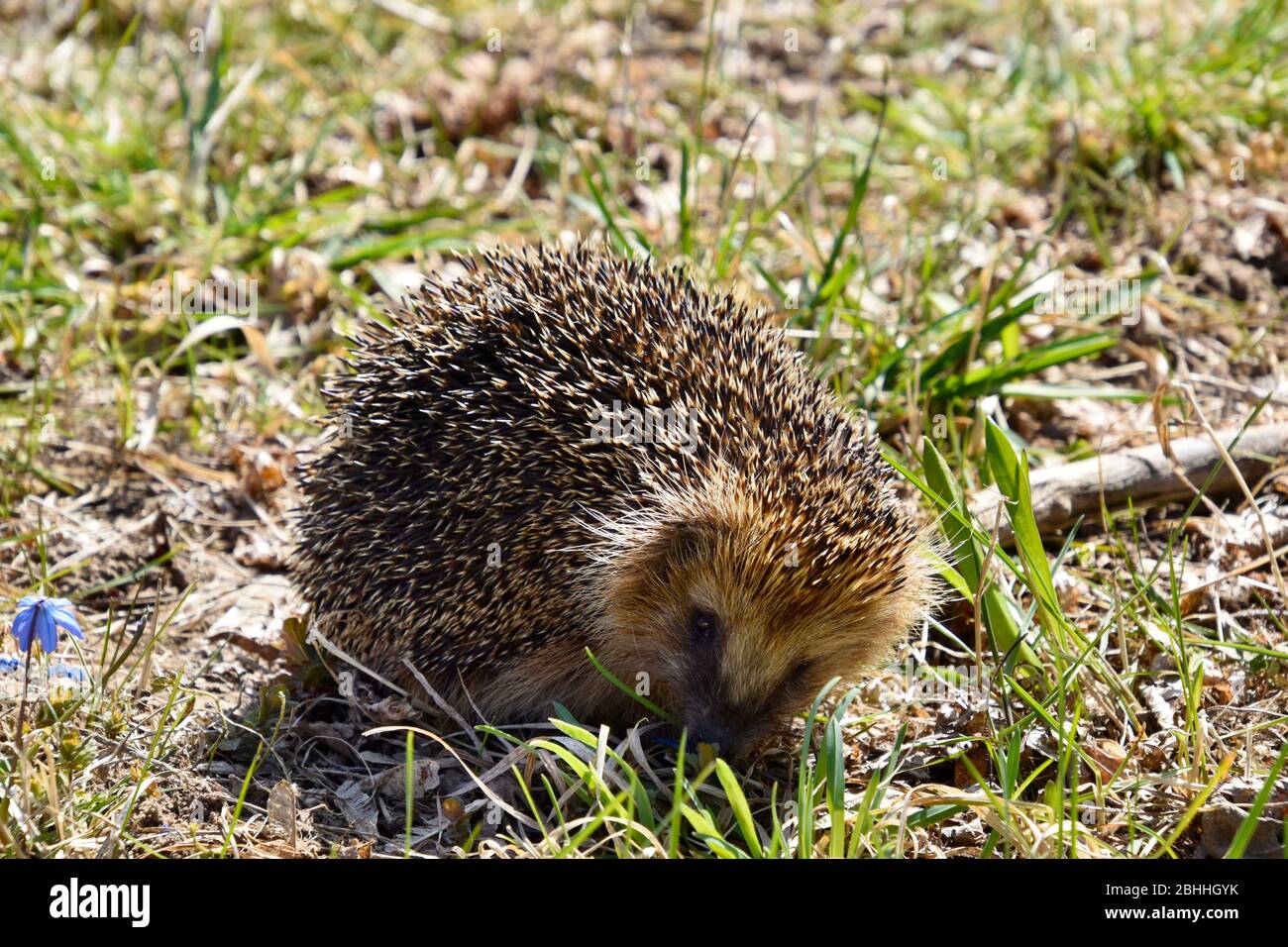 Hedgehog selvatico nell'erba. Foto Stock