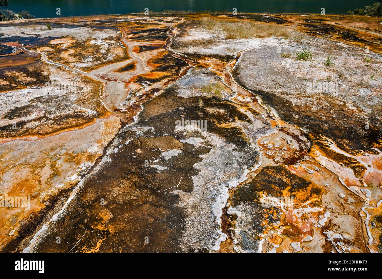 Tappetini microbici, noti anche come tappetini a bolle all'Emerald Terrace (terrazza sinter), al Parco Termale di Orakei Korako, alla zona vulcanica di Taupo, all'Isola del Nord, in Nuova Zelanda Foto Stock