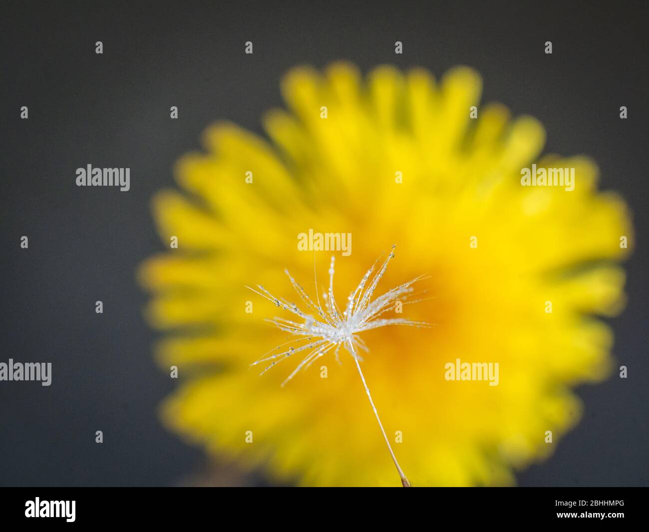 Paracadute di seme soffiato di vento singolo davanti al fiore di dente di leone Foto Stock