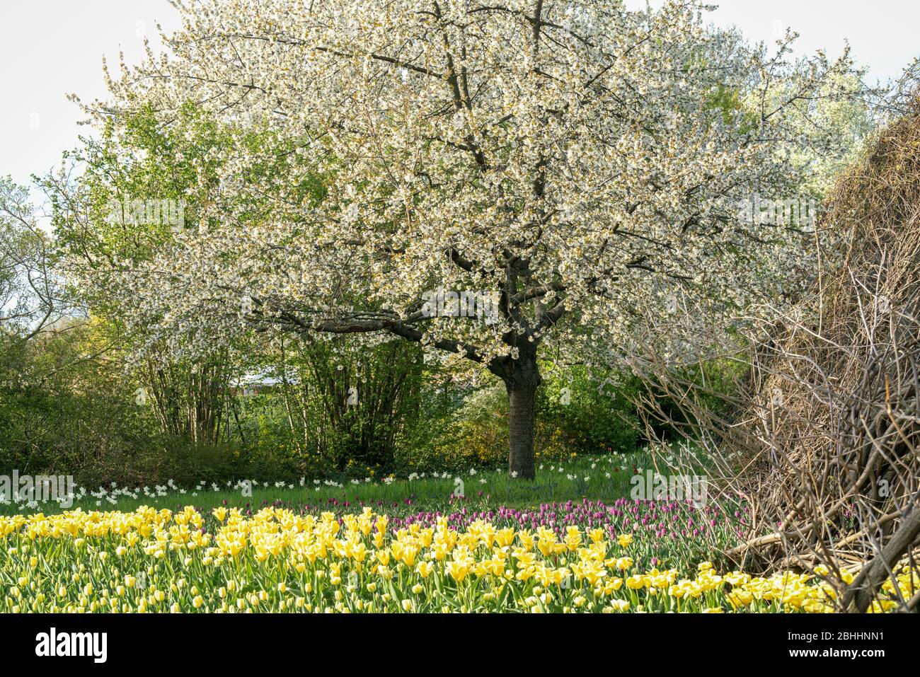 Paesaggio primaverile con alberi in fiore e tulipani colorati in sole brillante Foto Stock