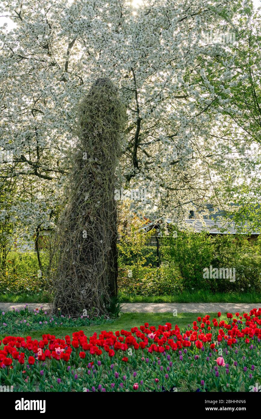 Paesaggio primaverile con alberi in fiore e tulipani colorati in sole brillante Foto Stock