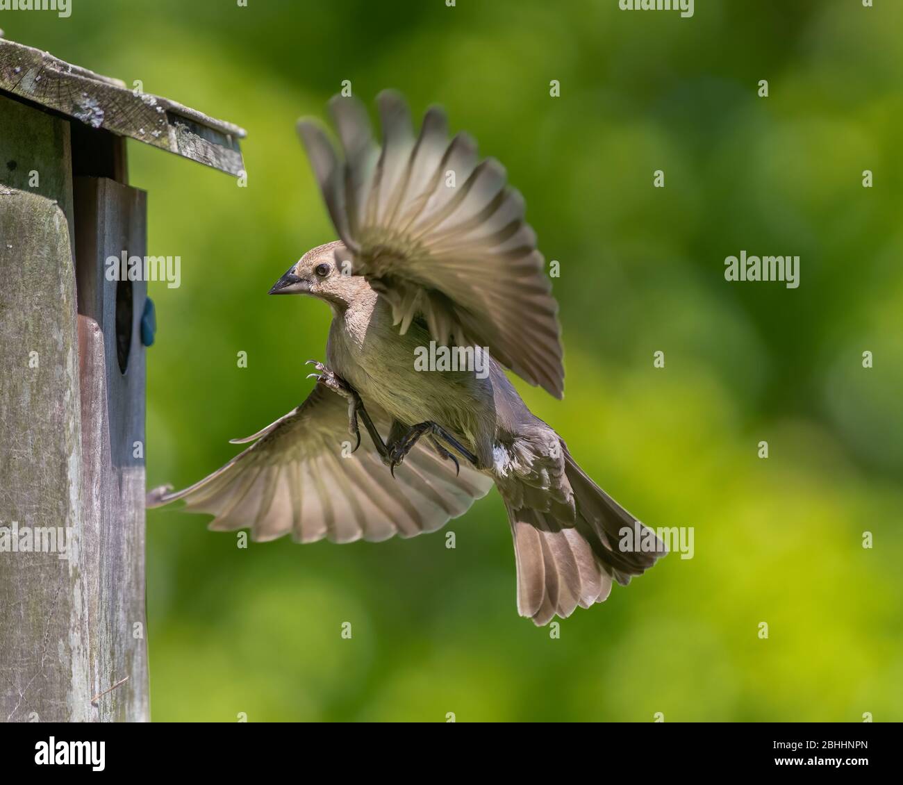 Un cowbird con testa marrone che raiding un nido del bluebird per deporre le sue uova. Foto Stock