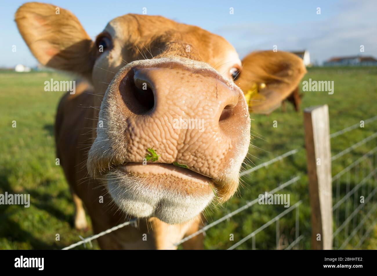 Primo piano naso di una faccia di mucca di Jersey in un campo, Kent Inghilterra Regno Unito Foto Stock