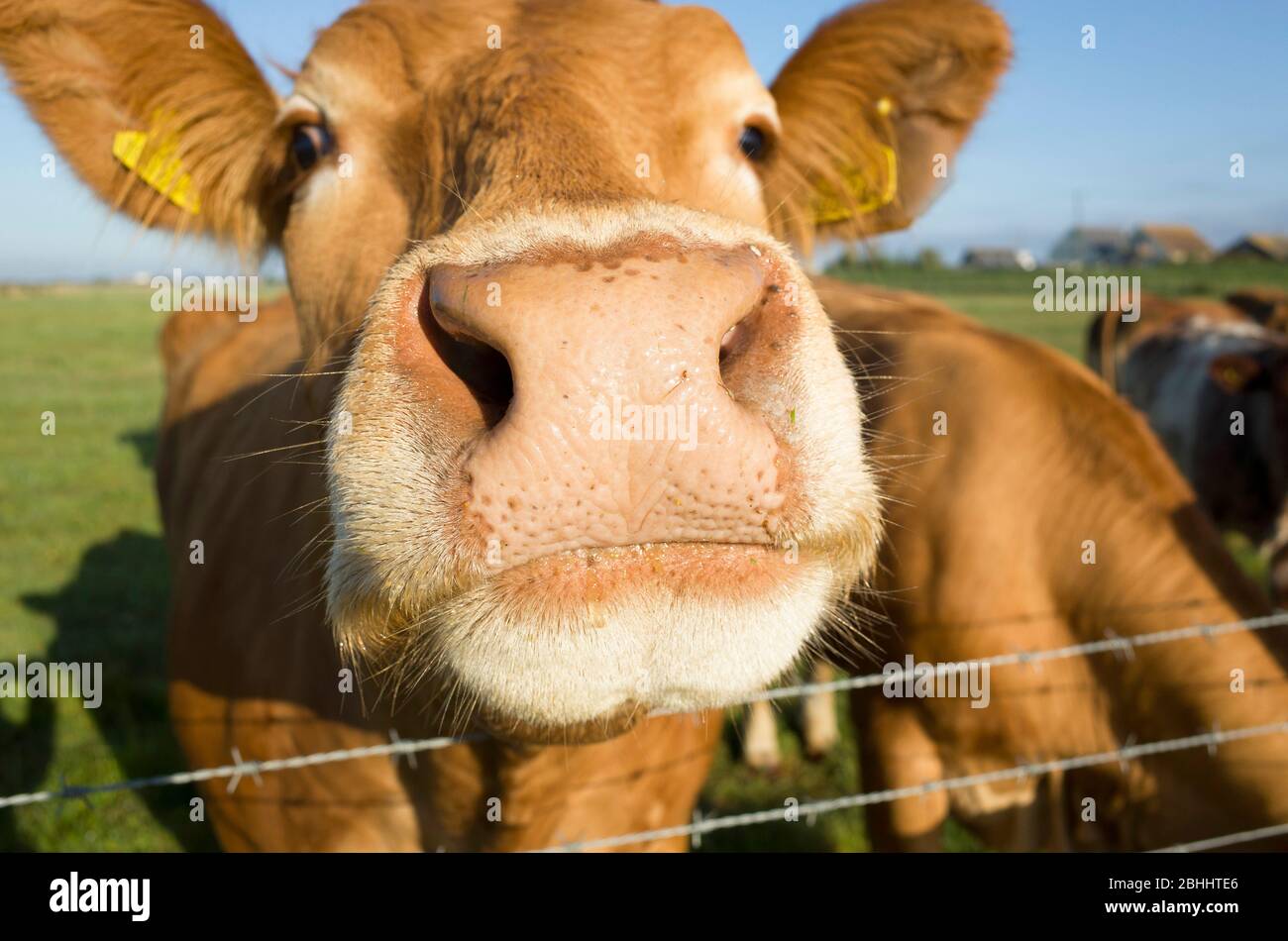 Primo piano naso di una faccia di mucca di Jersey in un campo, Kent Inghilterra Regno Unito Foto Stock