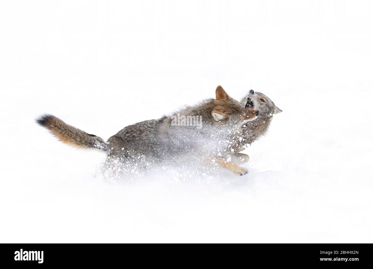Due Coyotes Canis latrans isolato su sfondo bianco lotta nella neve invernale in Canada Foto Stock