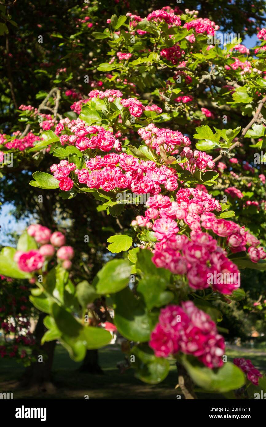 Un albero di biancospino rosa fiorente (Scarlet di Paul) Foto Stock