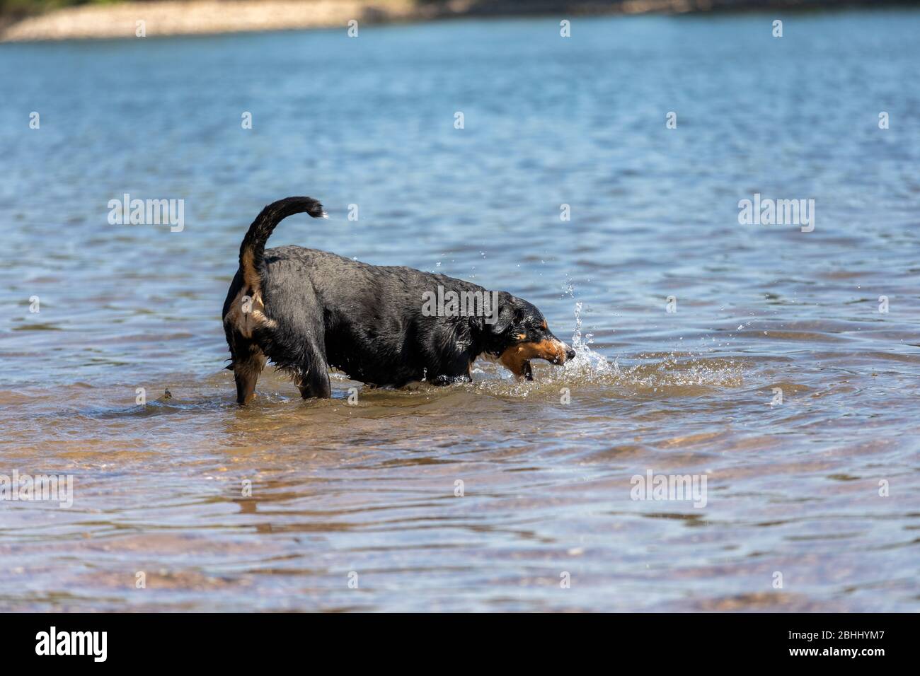 Il simpatico cane Appenzeller Mountain si diverte nel fiume Foto Stock