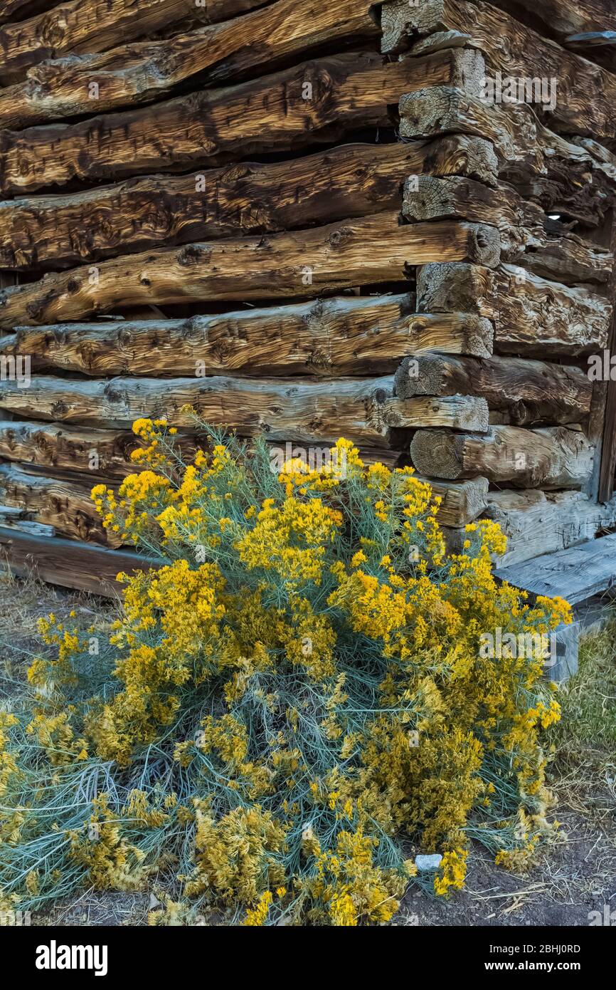 Vecchia e abbandonata capanna di tronchi nella vecchia città di Ione, Nevada, USA, argenteria e cinabro mineraria [Nessuna proprietà; disponibile per i liceni editoriali Foto Stock