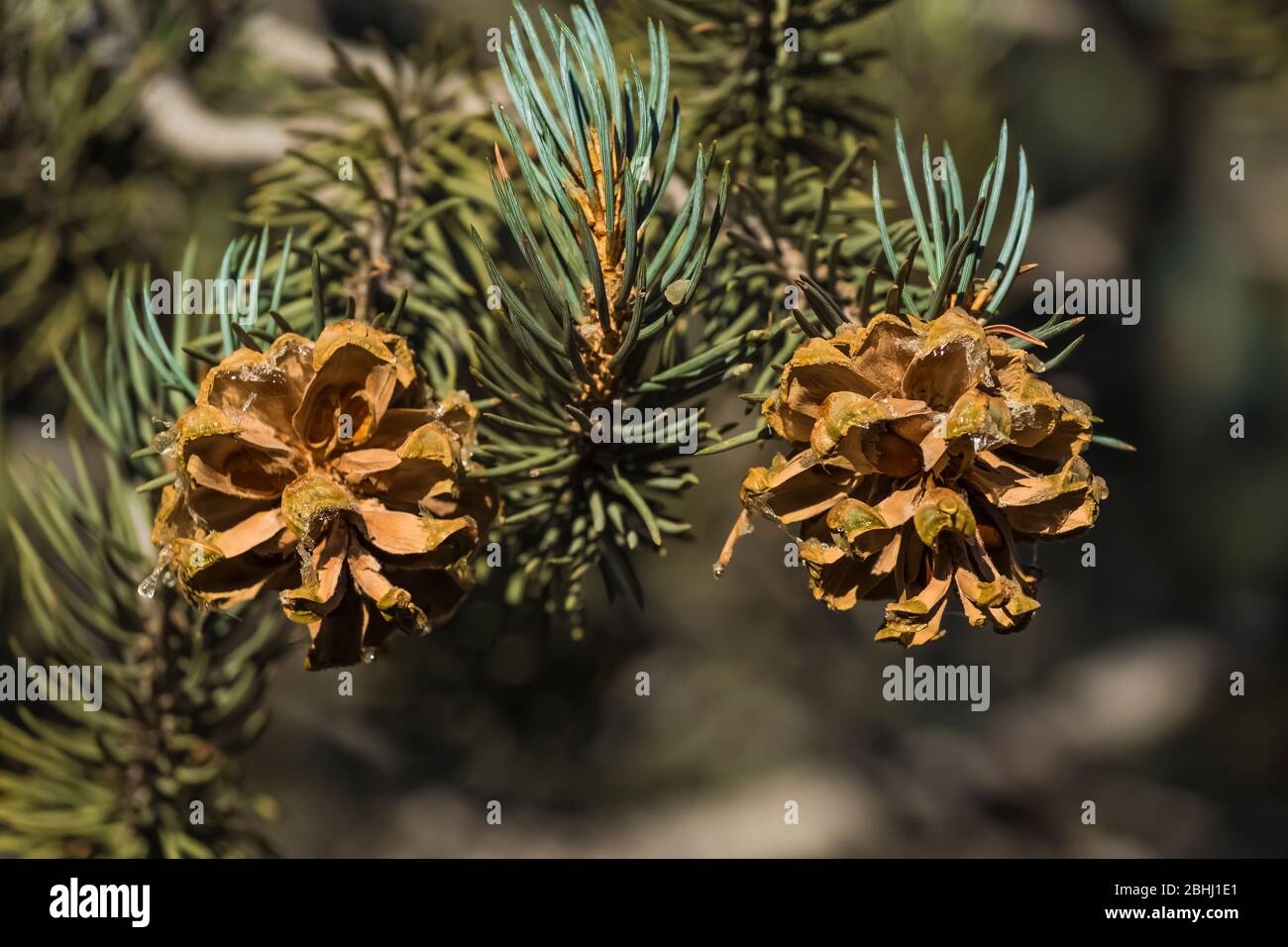 Pinyon a foglia singola, Pinus monophylla, vicino alla città fantasma di Ione, Nevada, USA Foto Stock