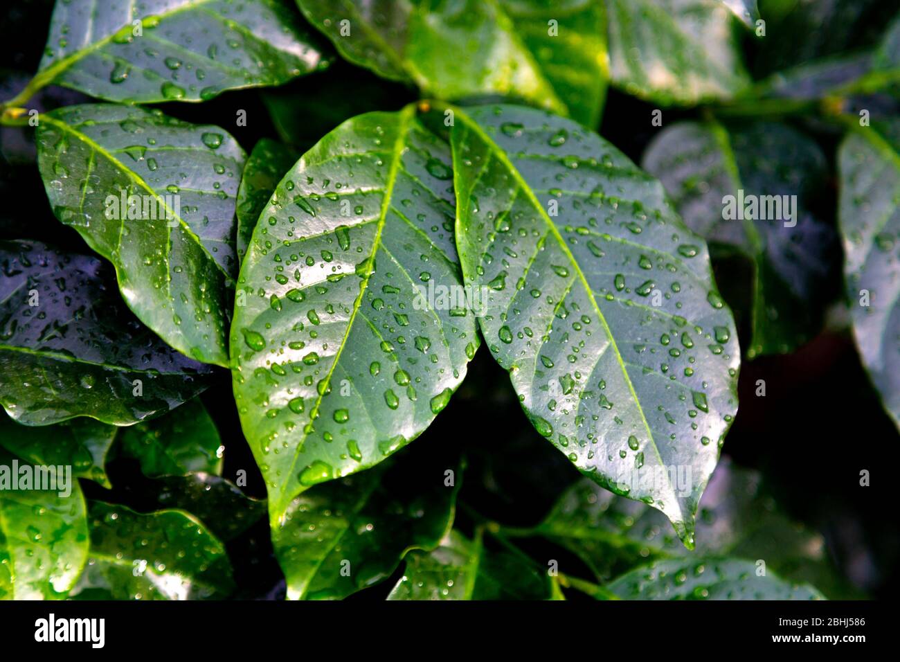Foglie di piante di caffè verde fresco (Coffea arabica) con gocce di pioggia Foto Stock