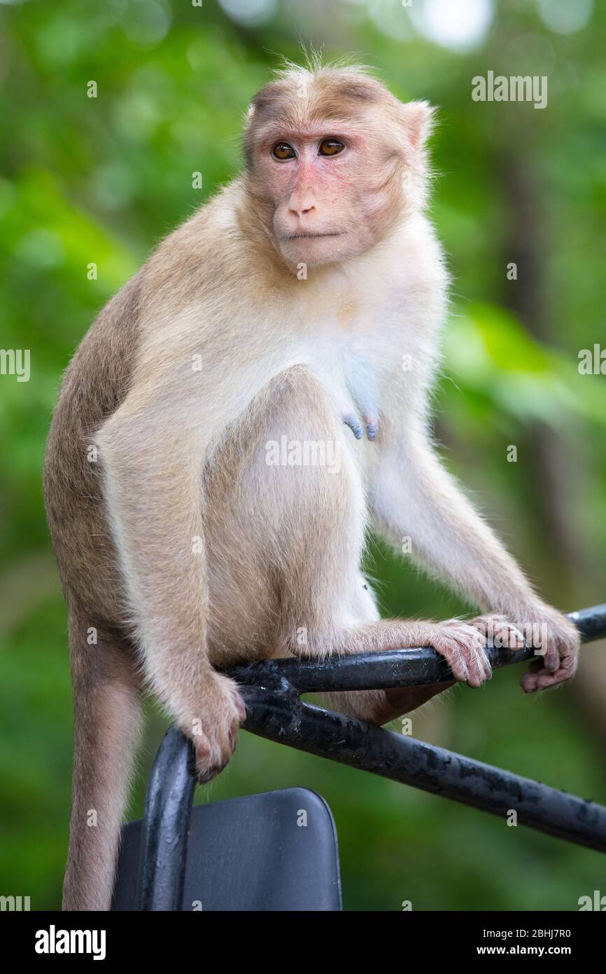 Scimmie alle grotte di Kaheri in Mumbai India Foto Stock