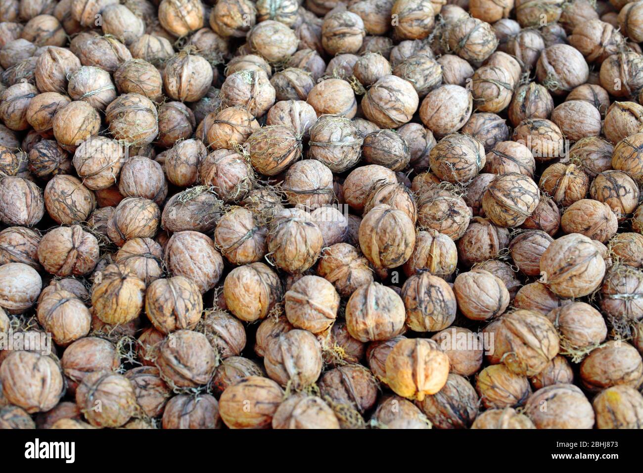 Noci appena raccolte giacciono a terra, sullo sfondo. Tonato. Foto Stock