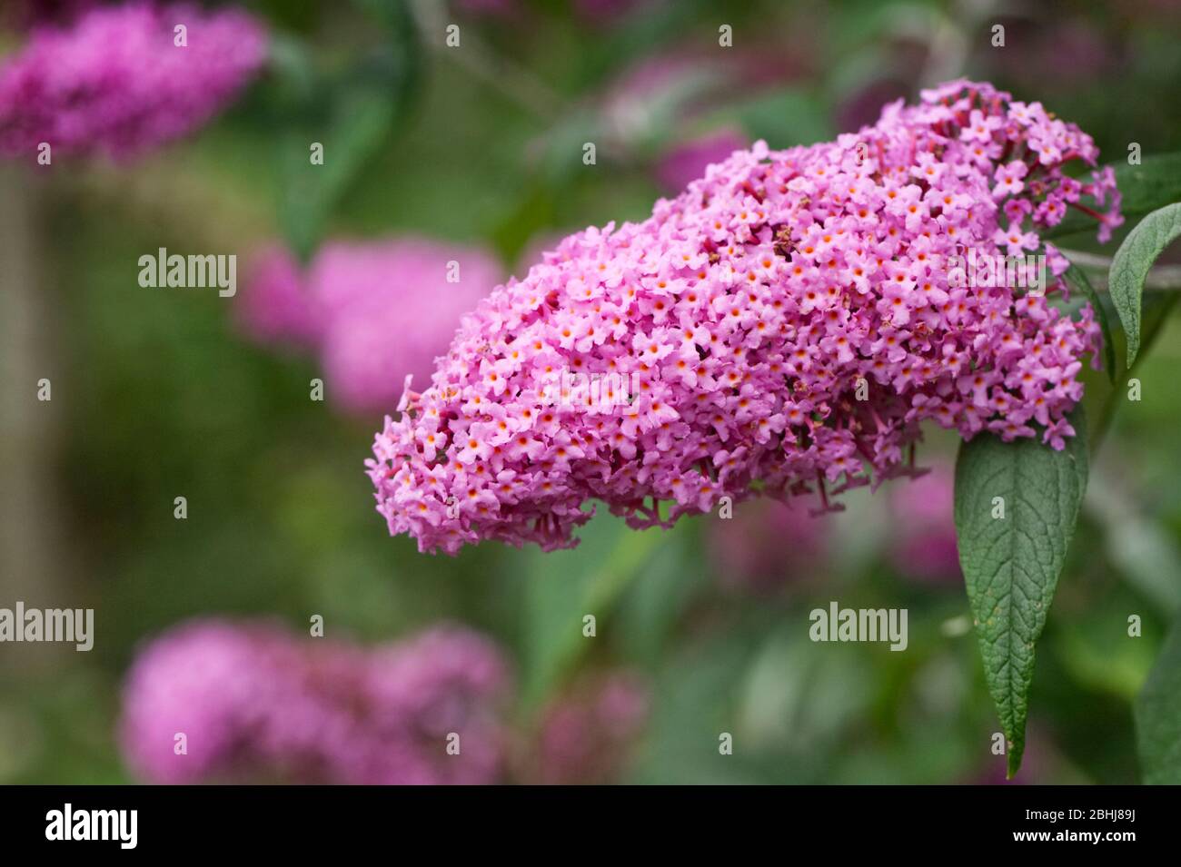 Budglea x pikei "Pink Delight" fiori. Foto Stock