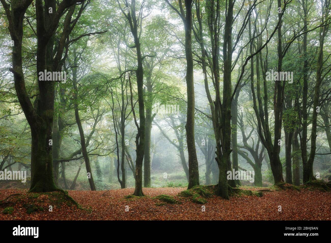 Bosco di misty all'inizio dell'autunno Foto Stock