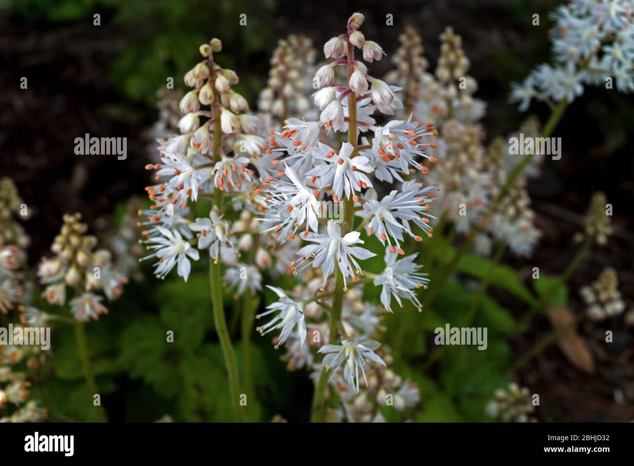 Tiarella cordifolia o floamflower heartleaf in una giornata nuvolosa. È una specie di pianta fiorita della famiglia dei saxifrage ed è originaria del Nord America Foto Stock