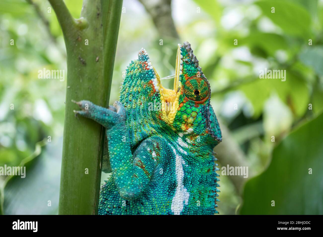 Panther Chameleon del Madagascar Foto Stock