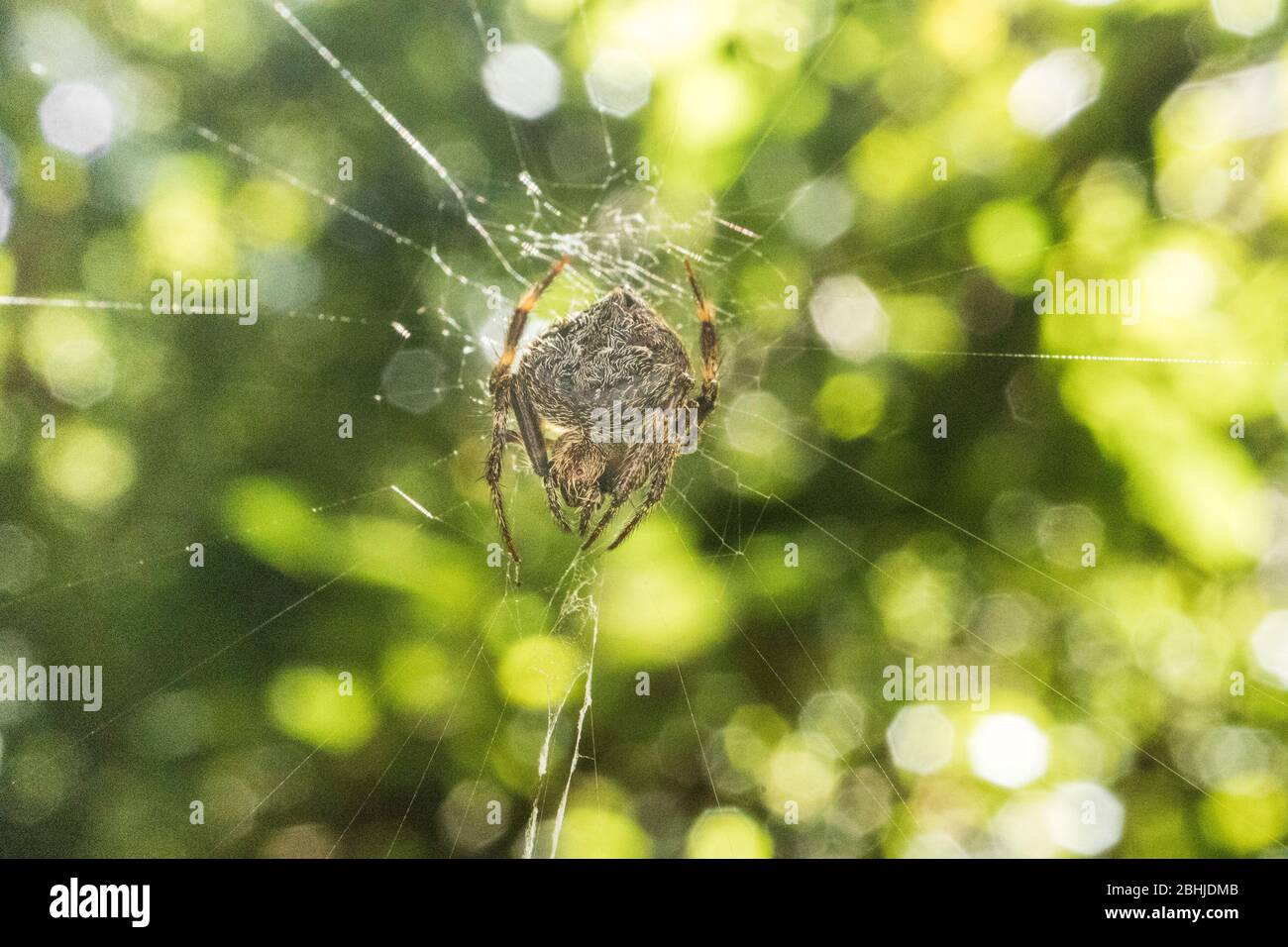 Madagascar ragno. Foto Stock