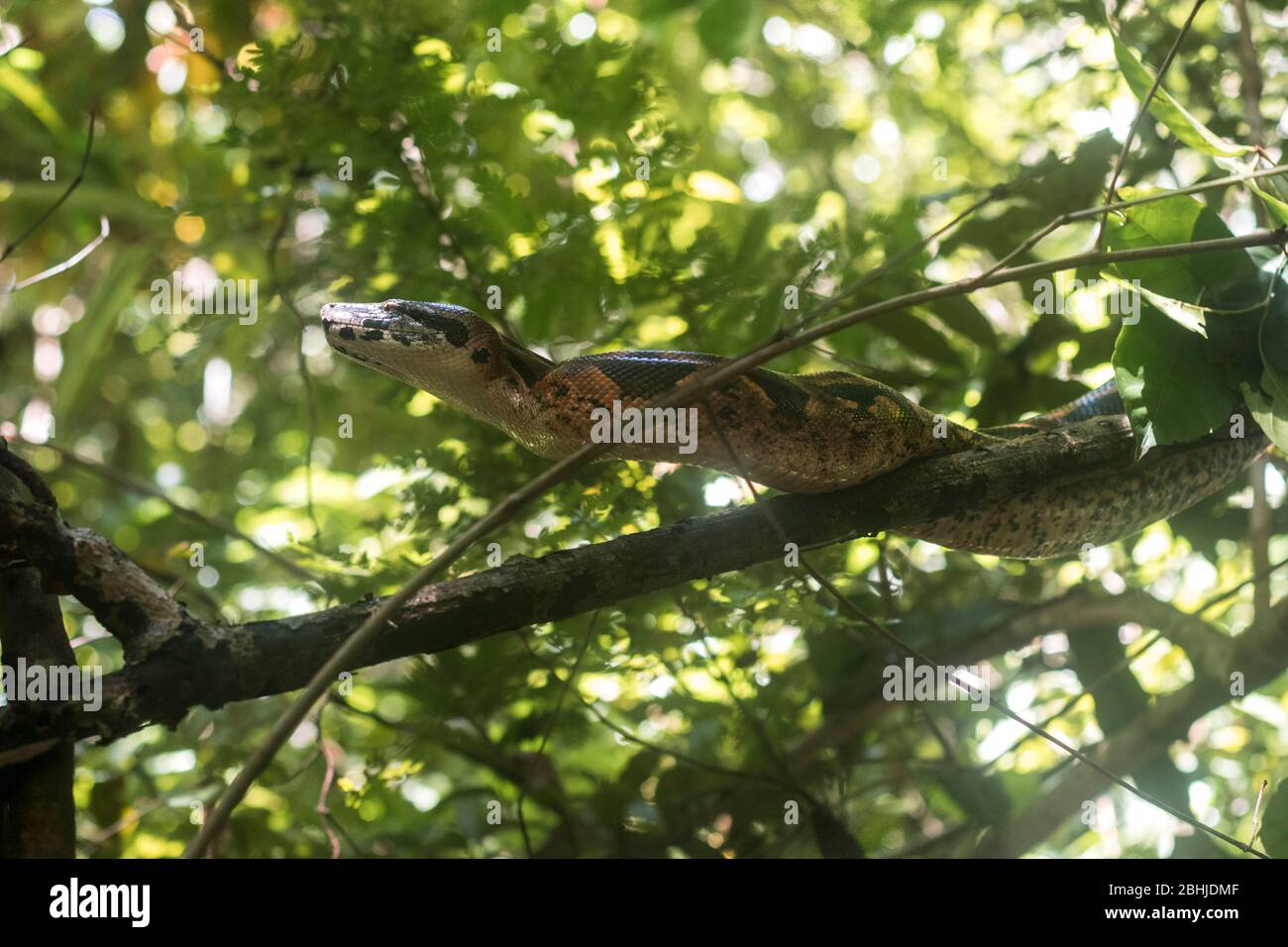 Serpente di boa malgascia (Sanzinia madagascariensis) Foto Stock