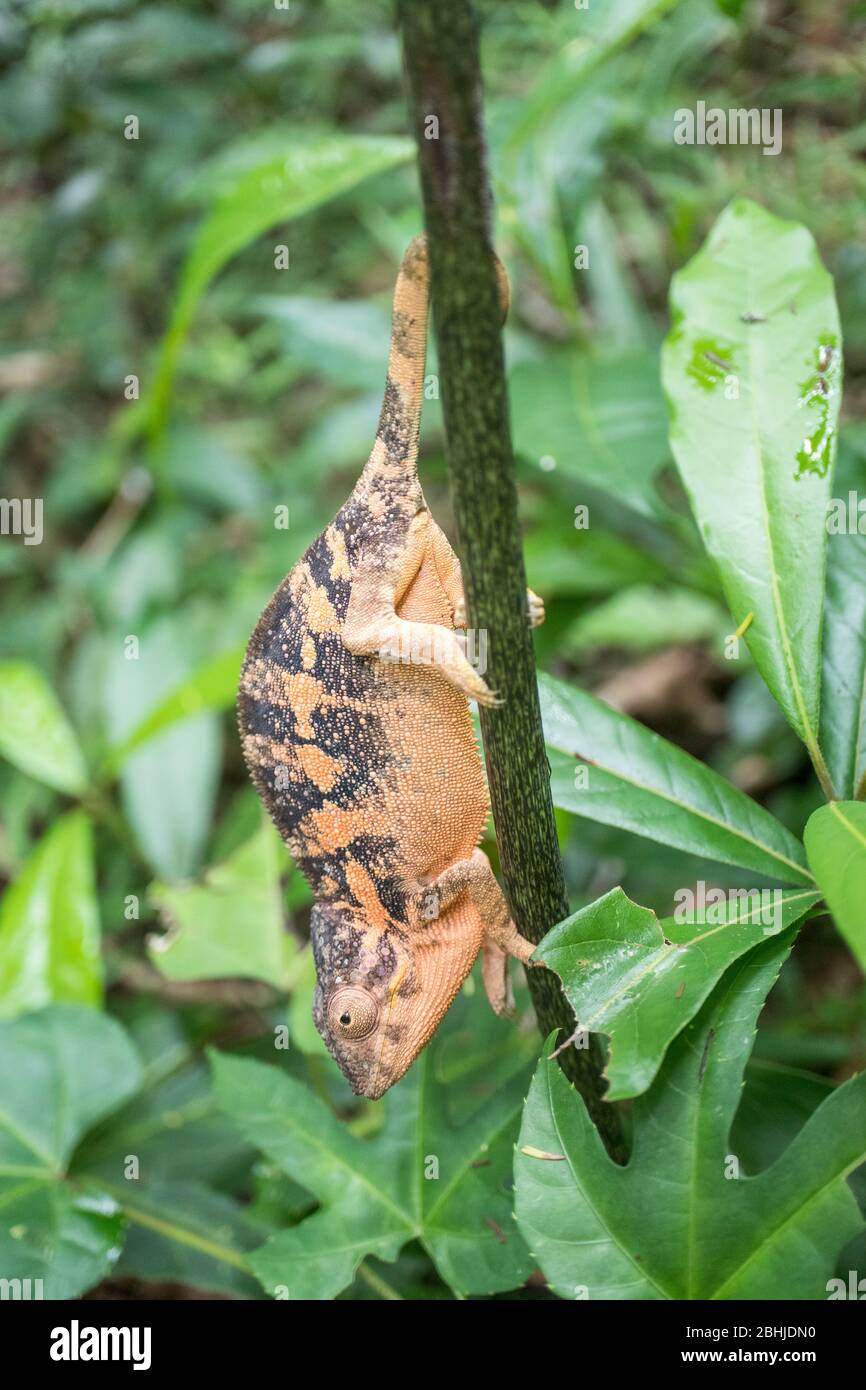 Chameleon del Madagascar Foto Stock