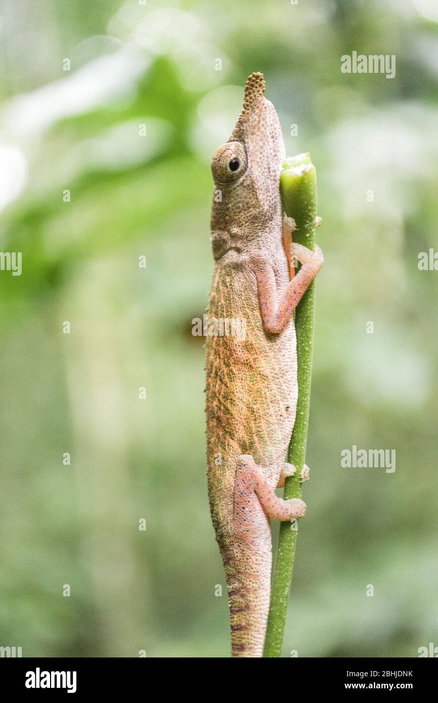 Piccolo camaleonte che tiene su una paglia d'erba Foto Stock