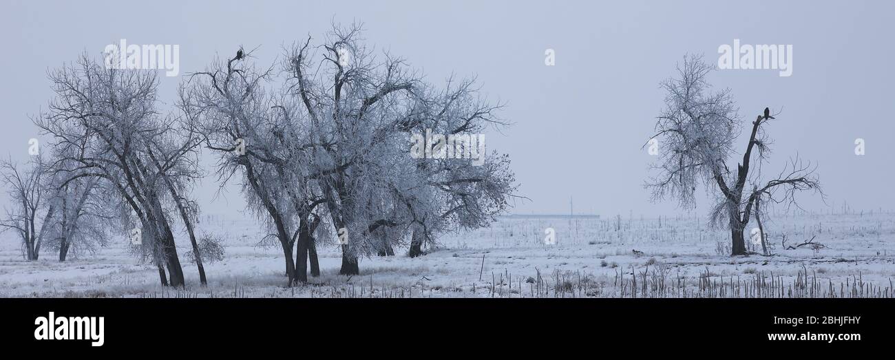 Aquila calva seduta in un albero in una giornata invernale nevosa e desolante sulle grandi pianure del Colorado Foto Stock