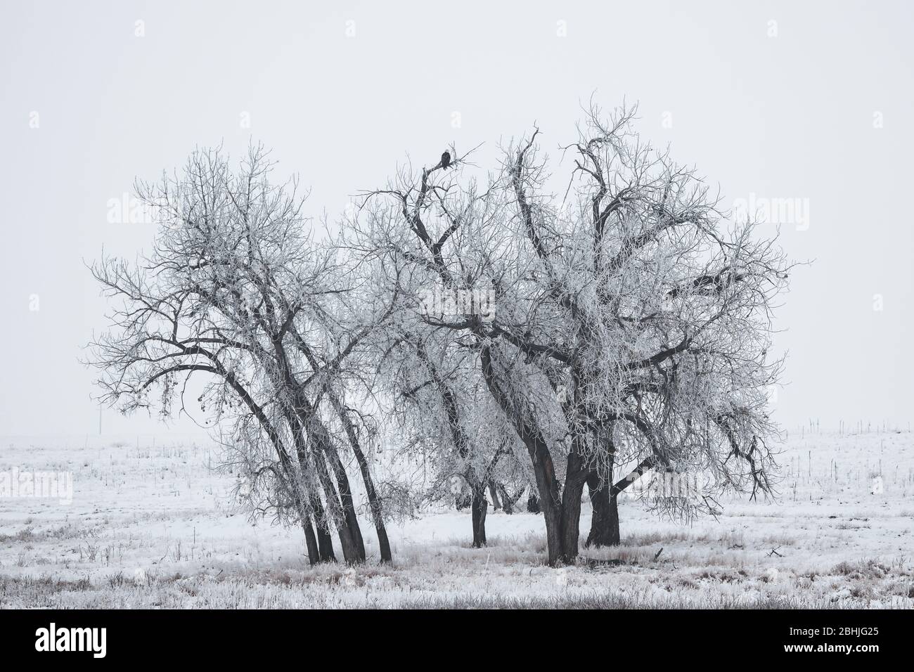 Aquila calva seduta in un albero in una giornata invernale nevosa e desolante sulle grandi pianure del Colorado Foto Stock